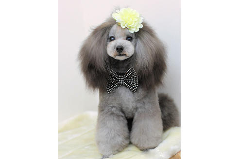 販売中のティーカッププードルの親犬